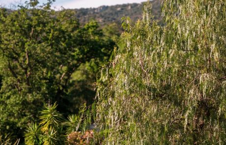 Vue sur le jardin arboré du Mas Elancia, cadre naturel entre mer et Albères